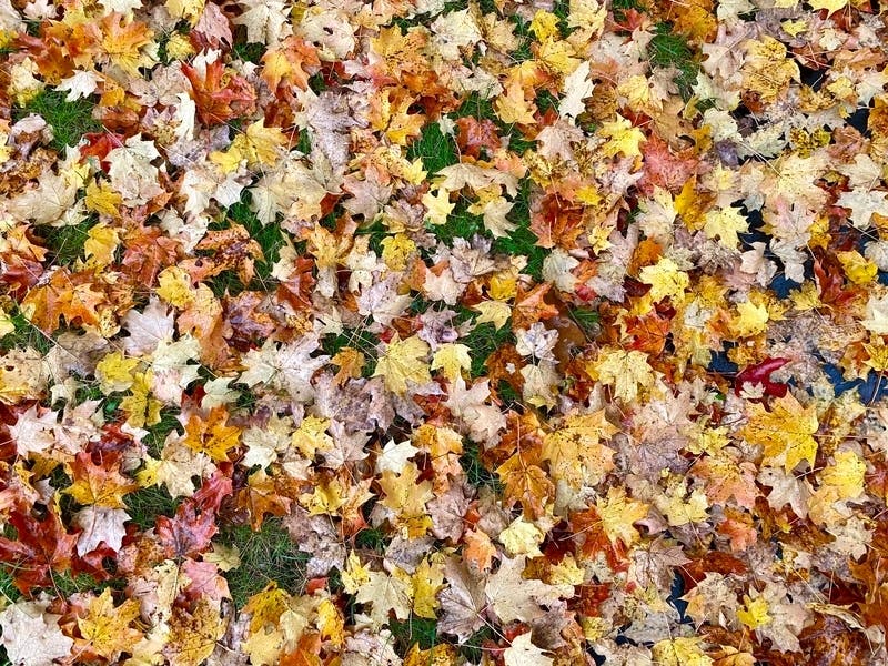 Volunteers should dress for outdoor work and the weather, and wear long pants, closed-toe shoes and work gloves, the preserve said.