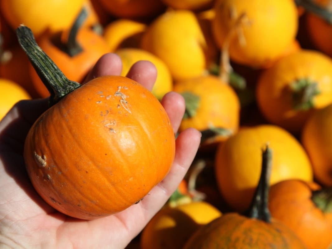 Pumpkin patches near Lemont.