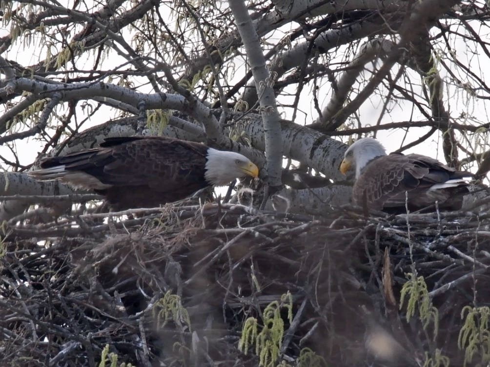 Two eagle nests located in the Forest Preserve District of Will County have produced five eaglets this spring. The hatchlings are a good sign that a rebound of eagles in the area is continuing.