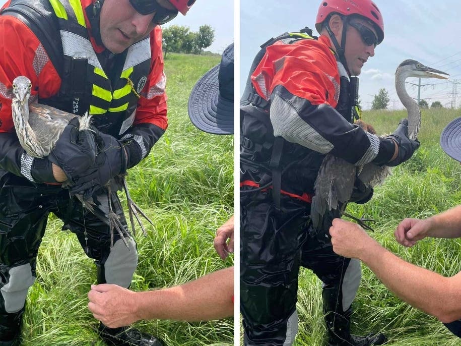 Firefighters were doing annual water rescue training when they stopped to help the heron.