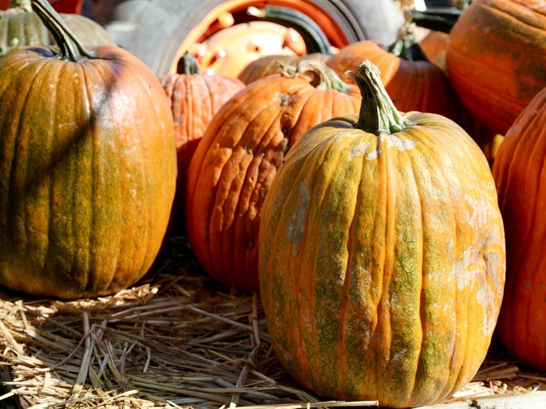 The farm is located at 710 W. Boughton Road, in Bolingbrook.​