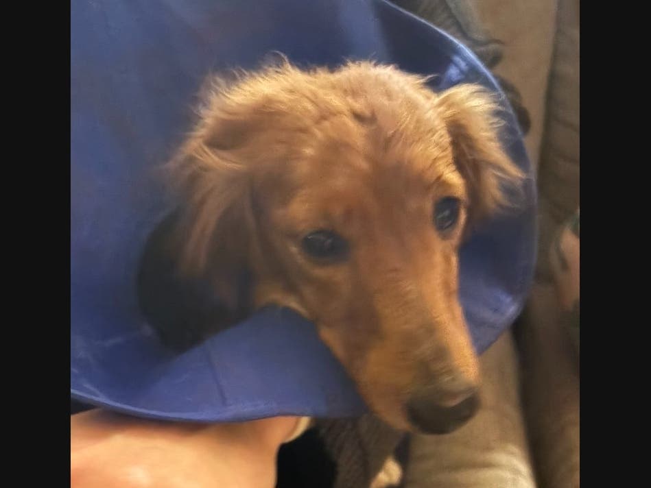 After nearly a mile, the coyote dropped the dog, and Christina grabbed her and ran, according to the GoFundMe. 