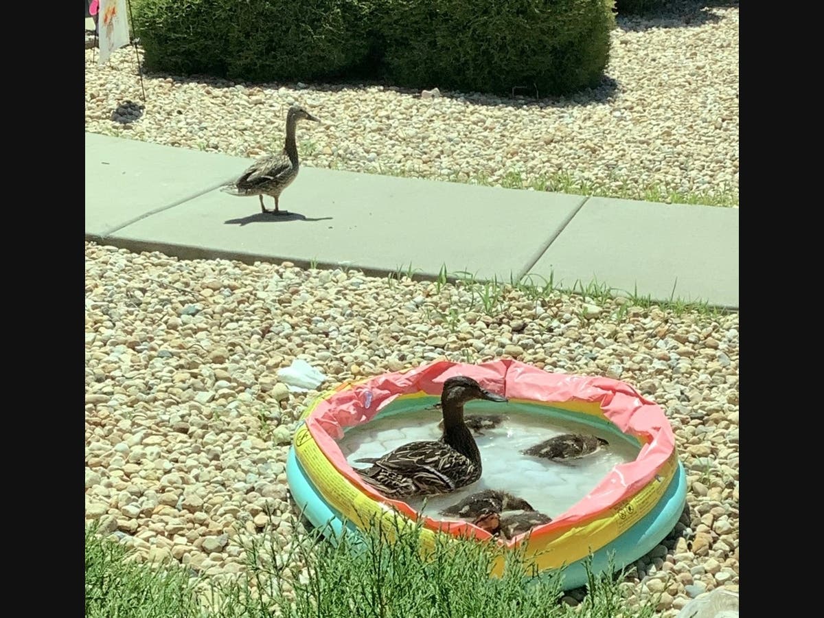 https://patch.com/img/cdn20/users/22920555/20260707/012747/styles/patch_image/public/ducks-in-pool___07132438456.jpg
