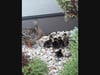 Two families of wild ducks have moved into the community, one settling into the Assisted Living courtyard and the other in the Memory Care courtyard.