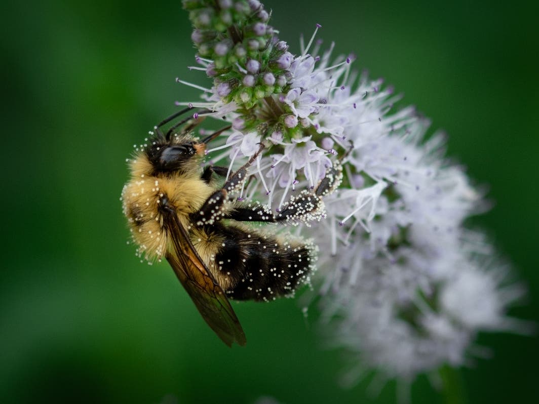 Nancy “Gaby” Valladolid’s photo of a two-spotted bumblebee at Isle a la Cache preserve in Romeoville won first place in July’s portion of the Forest Preserve District of Will County’s Preserve the Moment photo contest.