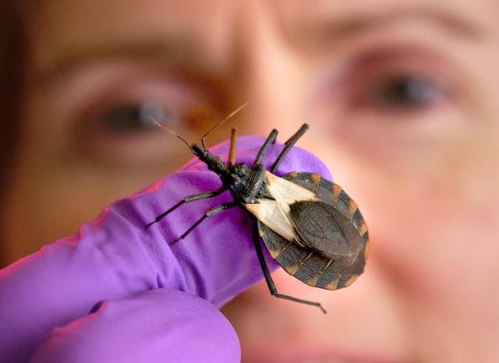 The treacherous “kissing bug” has made its way far north in the United States, threatening human and pet health.
