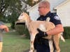 For the second time in recent months, officers herded goats to safety off Huntersville roadways.
