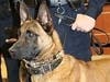 K9 Hansel will soon have a protective vest donated by the nonprofit Vested Interest in K9s, Inc.