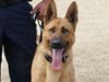 K9 Valor will soon have a protective vest donated by the nonprofit Vested Interest in K9s, Inc.