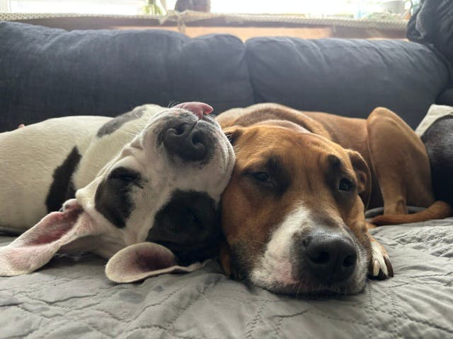 Appetite For Saving Animals