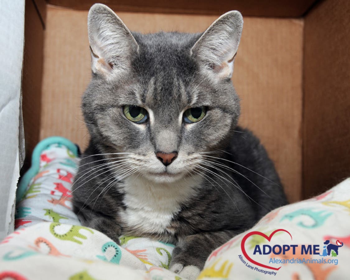 deaf cats for adoption near me