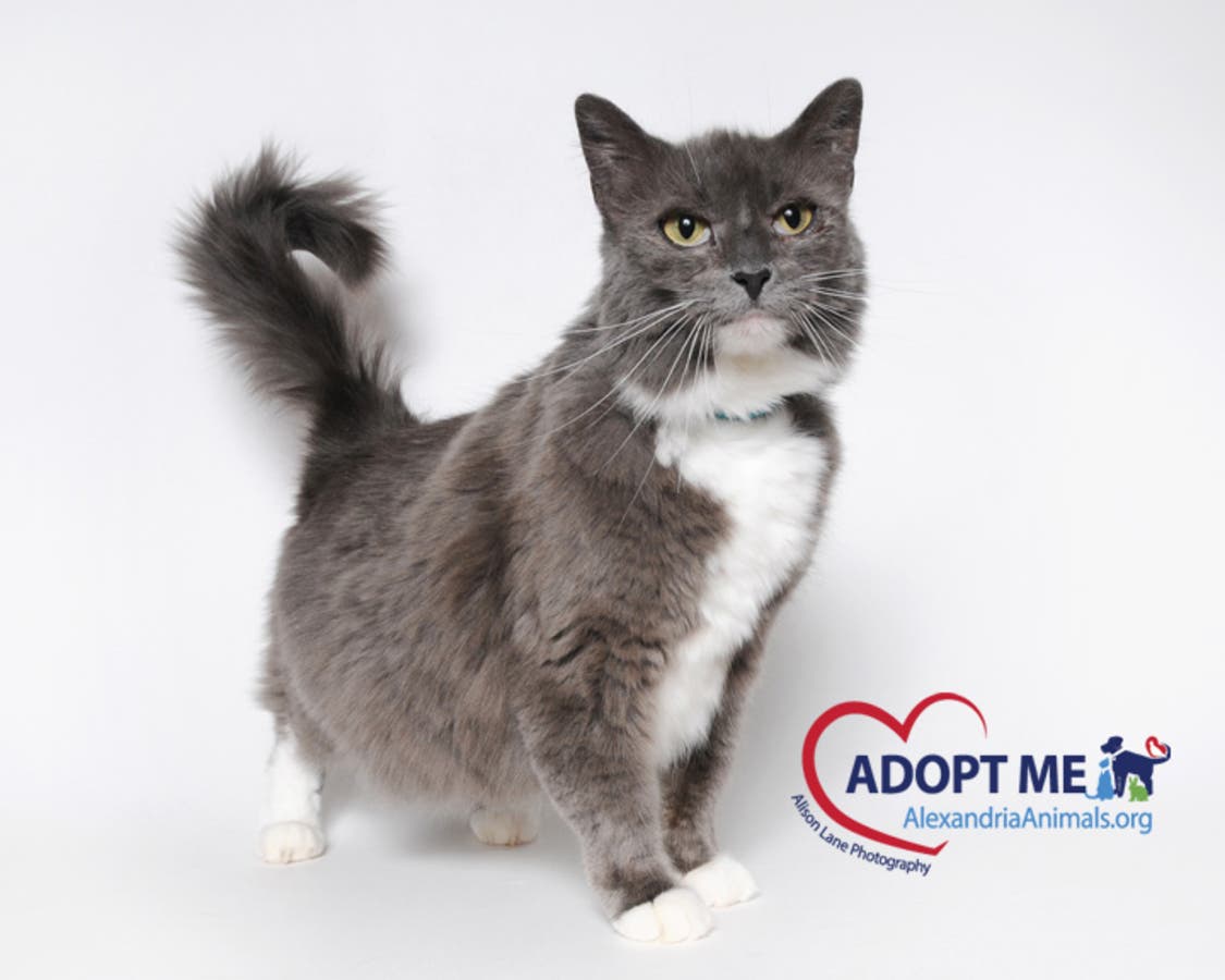 Nicky is one of the available pets from Animal Welfare League of Alexandria.