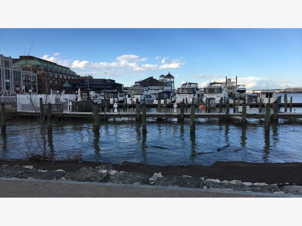 The interim Waterfront Park is open at the foot of King Street in Alexandria.
