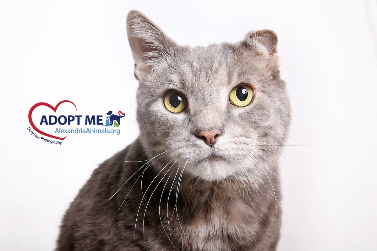 Gray Gary is one of the available pets from the Animal Welfare League of Alexandria.