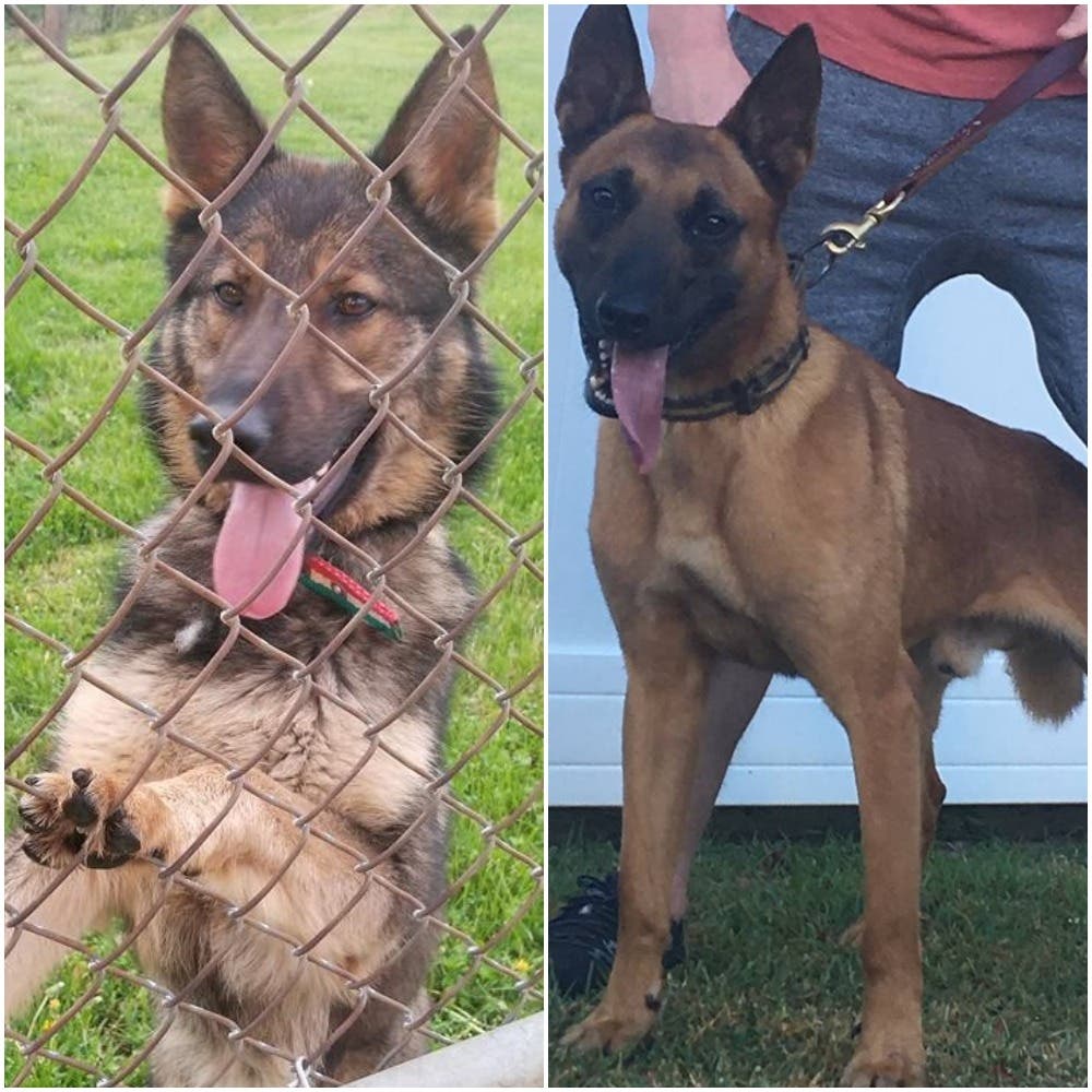 K-9 Baka (left) and K-9 Rez are joining the Alexandria Police Department.