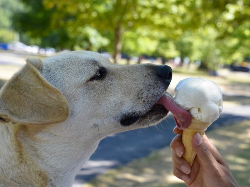 The Pet Fiesta in Reston is one of the major events happening during the May 3-5 weekend in the DC region.