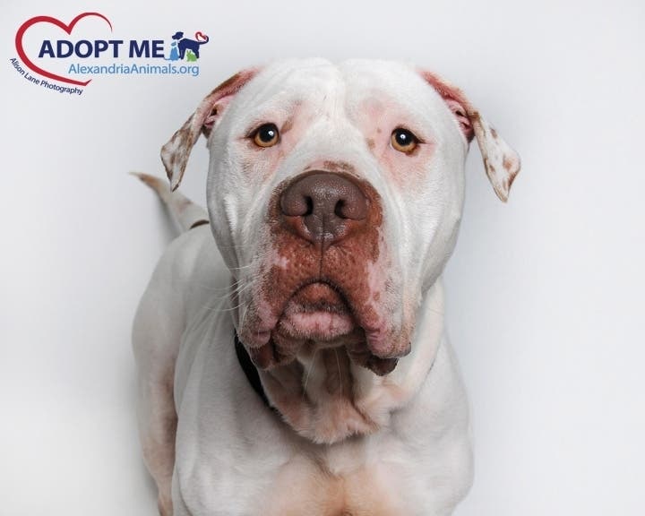 Hercules is one of the pets available at the Animal Welfare League of Alexandria.