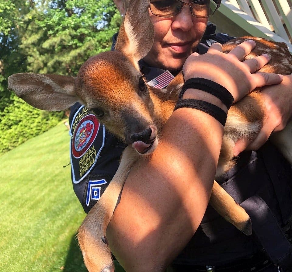 A deer stuck in a home's window well is ok thanks to Fairfax County officers.