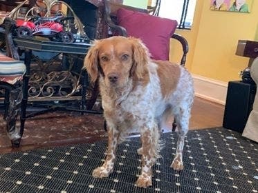 Pepon the rescue dog went missing in Old Town Alexandria on June 28.