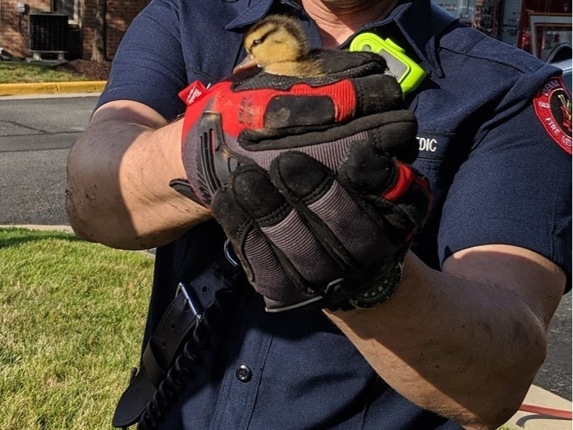 A baby duck trapped in a storm drain was rescued by Vienna firefighters. 