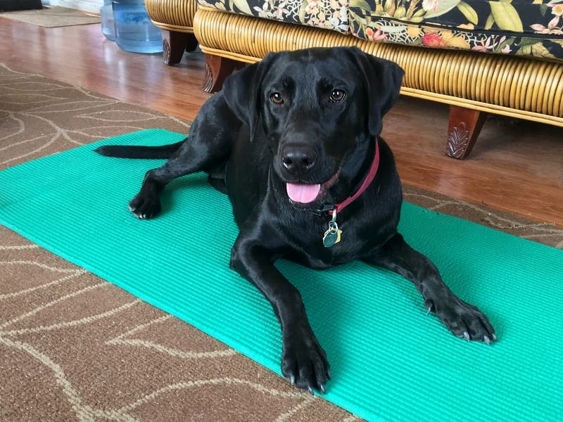 There are a number of tips pet owners can follow to protect their furry friends on Fourth of July.