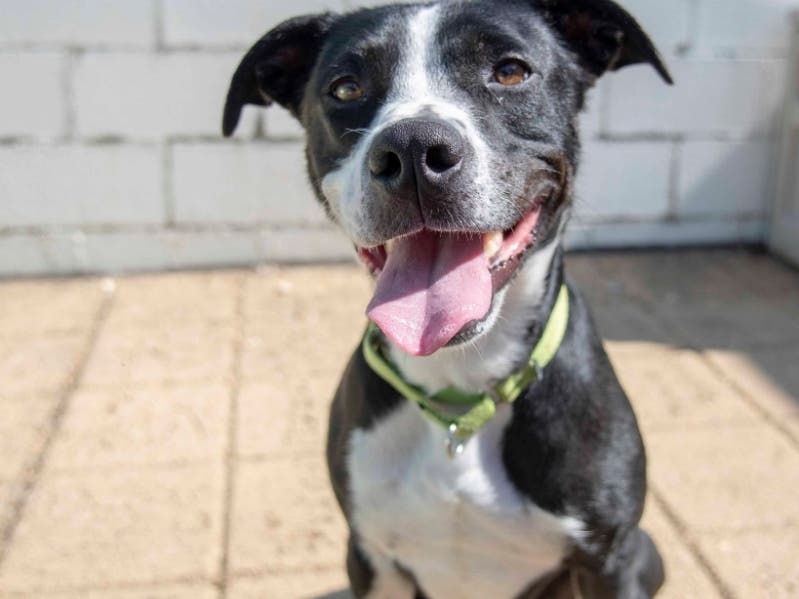 Misha is one of the available pets from Animal Welfare League of Alexandria.