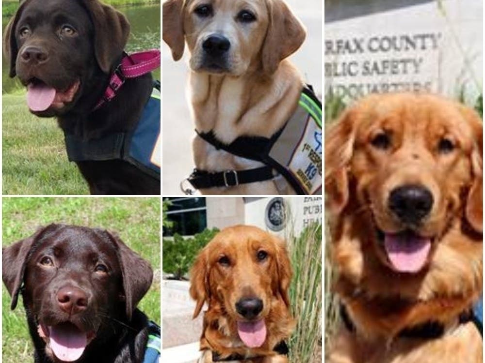 Fairfax County Police are training five recruits for its new service dog program. 
