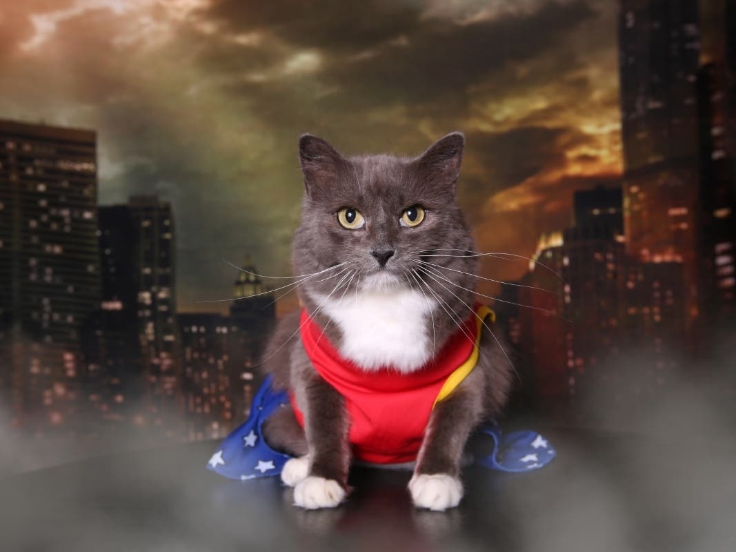 Nicky is looking for a "superhero" to adopt her from the Animal Welfare League of Alexandria. 