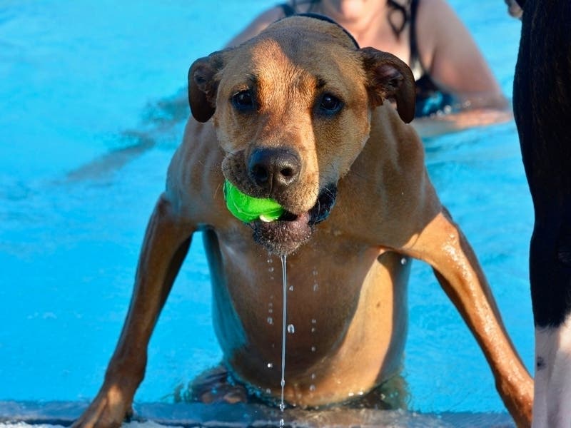 Dog swims will take place after outdoor pools close for the 2019 season in Alexandria.