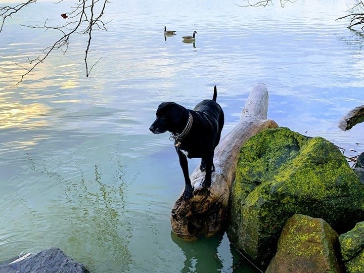 We asked Alexandria Patch readers to submit photos for National Dog Day.
