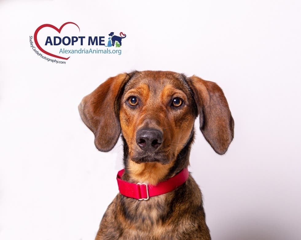 Queen is one of the available pets from Animal Welfare League of Alexandria. 