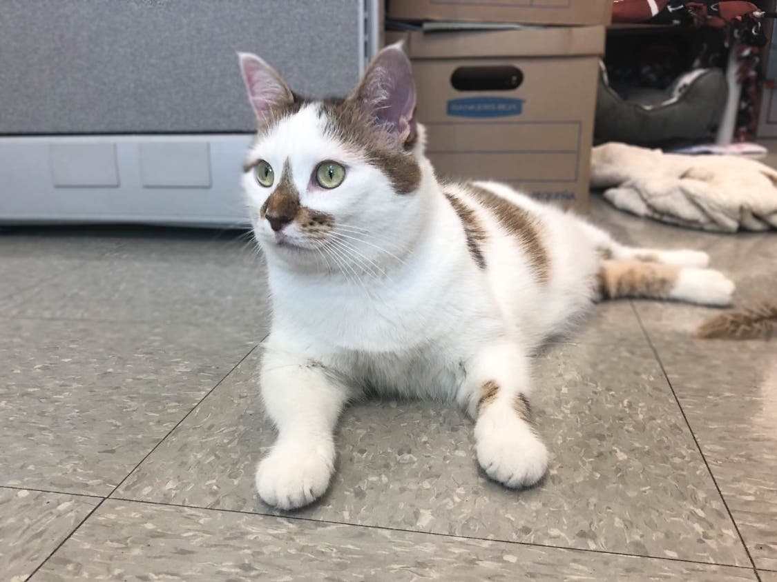 Robin is one of the pets with adoption fees covered for the holidays at the Alexandria shelter. 