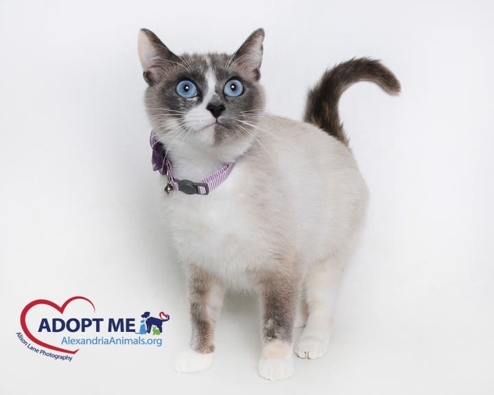 This adoptable cat with striking blue eyes is available at the Animal Welfare League of Alexandria.