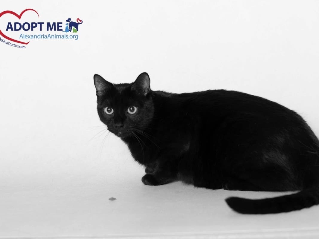 Onyx is one of the available pets from the Animal Welfare League of Alexandria in March. 