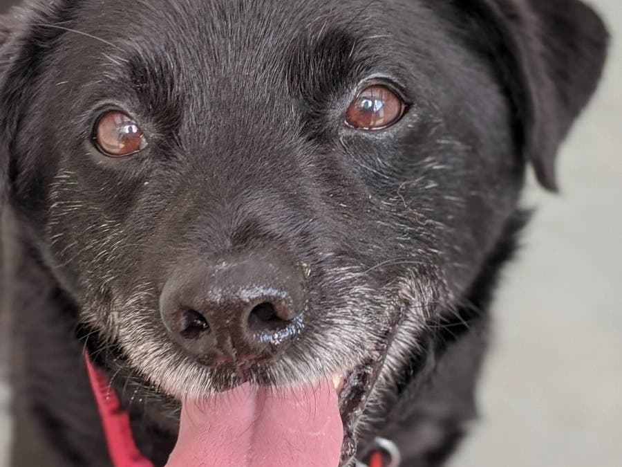 Timex is one of the adoptable pets from the Animal Welfare League of Alexandria shelter.