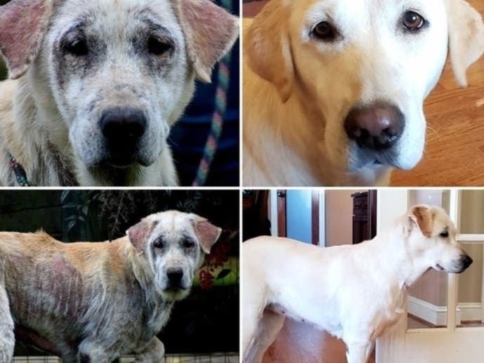 Sugar was found emaciated and tied to a tree. Now an Alexandria family is nursing her back to health.