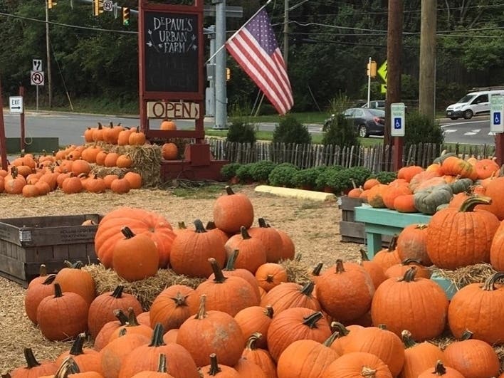 This is the last full weekend in October to visit a pumpkin patch in or around Vienna.