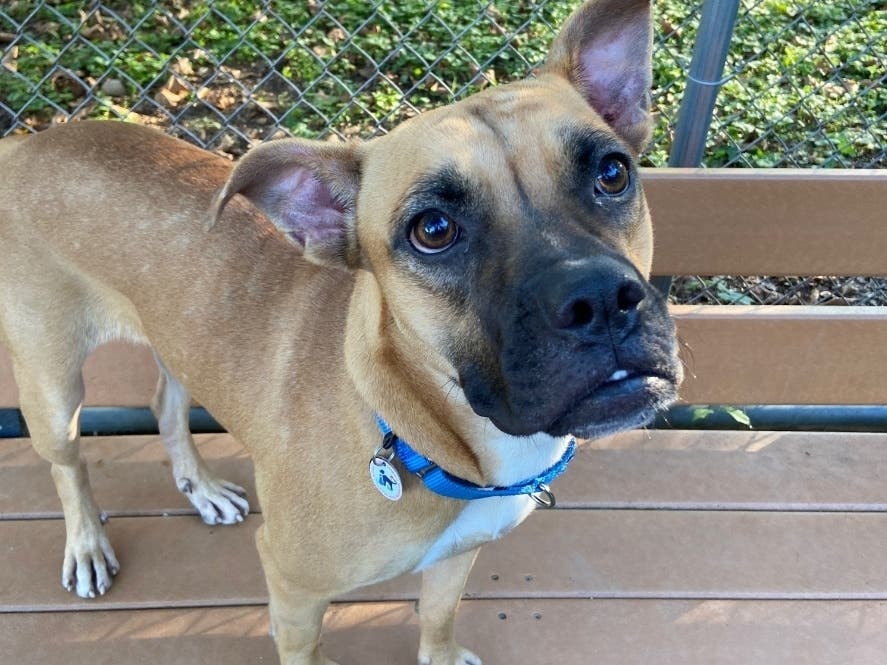 Molly is one of the available pets at the Animal Welfare League of Alexandria's shelter.