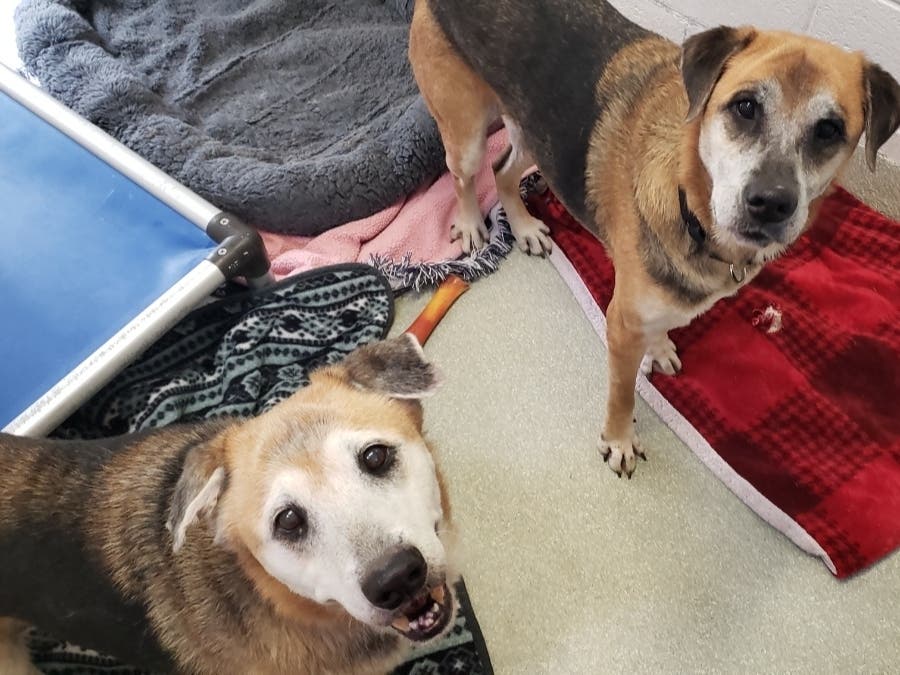 Princesa and Chaquira are a bonded pair seeking a new home through the Animal Welfare League of Alexandria.