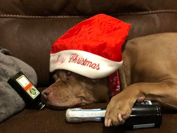 We asked readers to submit their cute holiday pet photos.