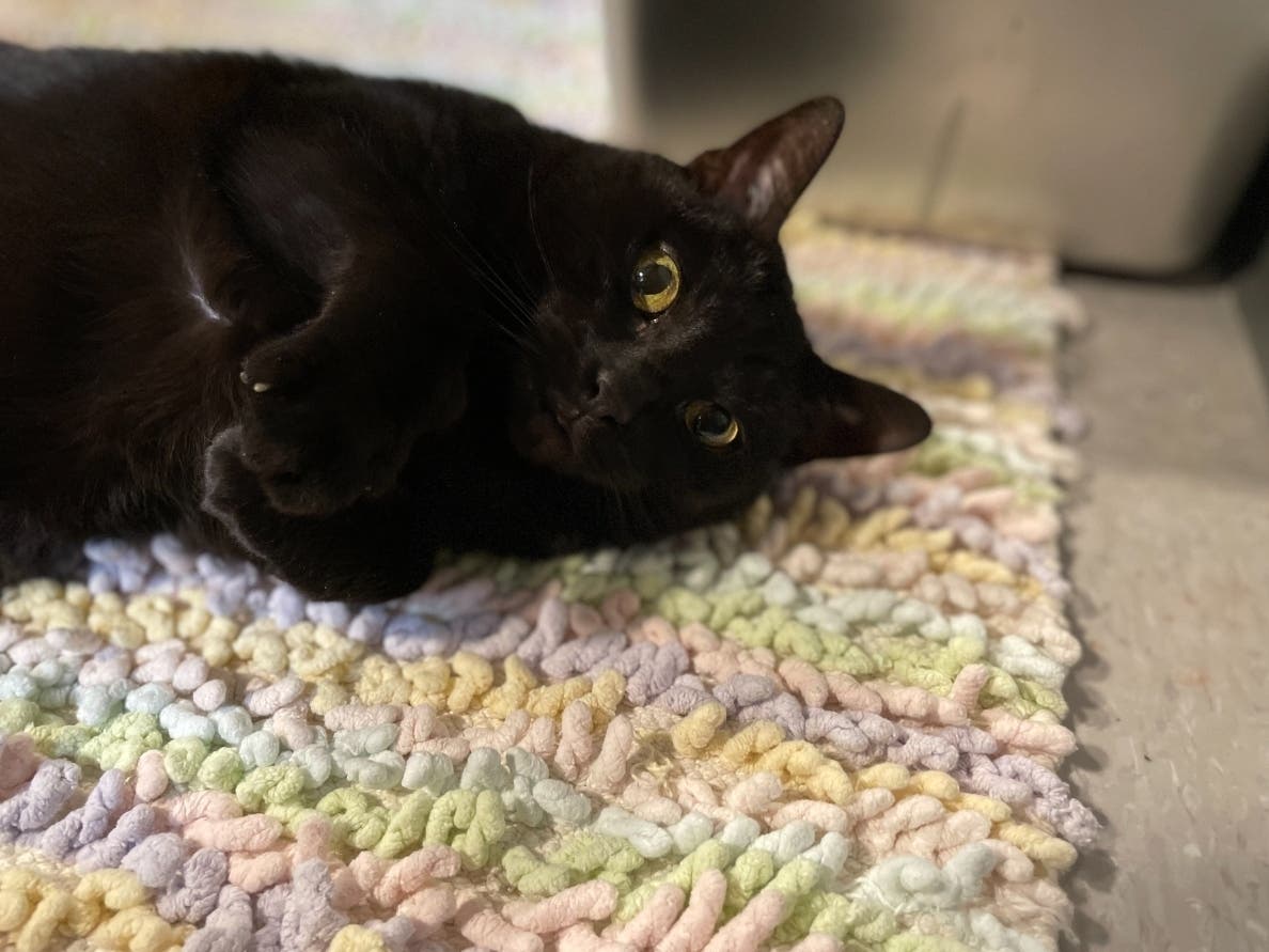 Shadow is one of the available pets at the Animal Welfare League of Alexandria's shelter.