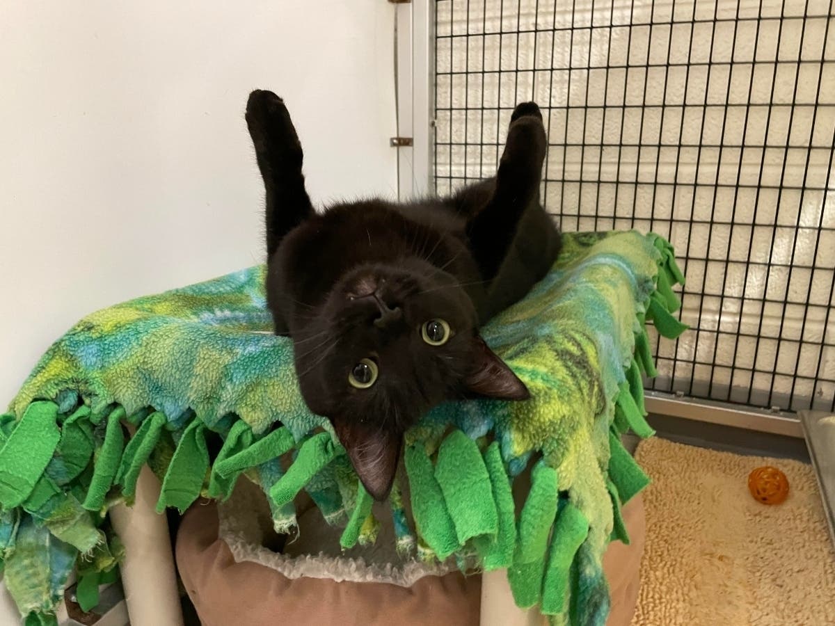 Sabrina is one of the available pets from the Animal Welfare League of Alexandria.