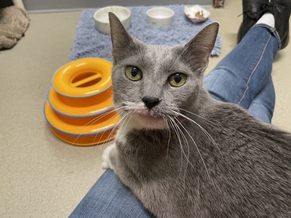 Kaycee is one of the Animal Welfare League of Alexandria's adoptable pets.