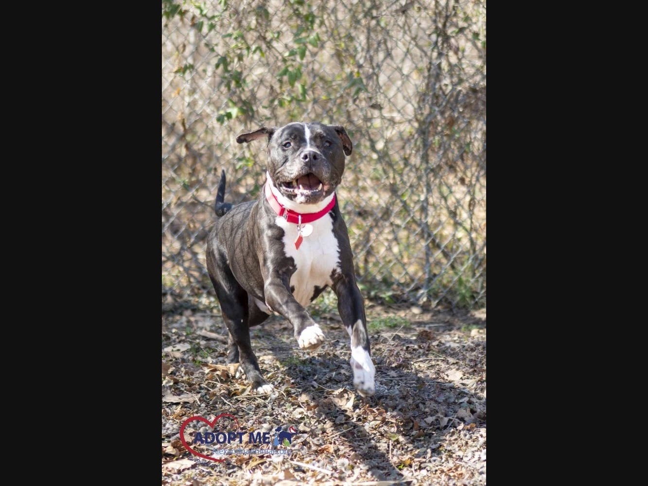 Bolo is one of the available pets from the Animal Welfare League of Alexandria.
