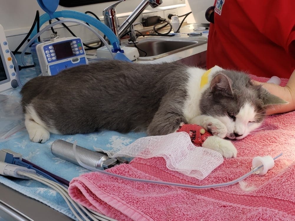 Biscuit received the first on-site surgery at the Animal Welfare League of Alexandria in the new Mobile Veterinary and Event vehicle. 