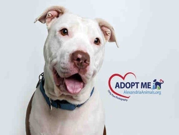 Soho is one of the available pets from the Animal Welfare League of Alexandria.