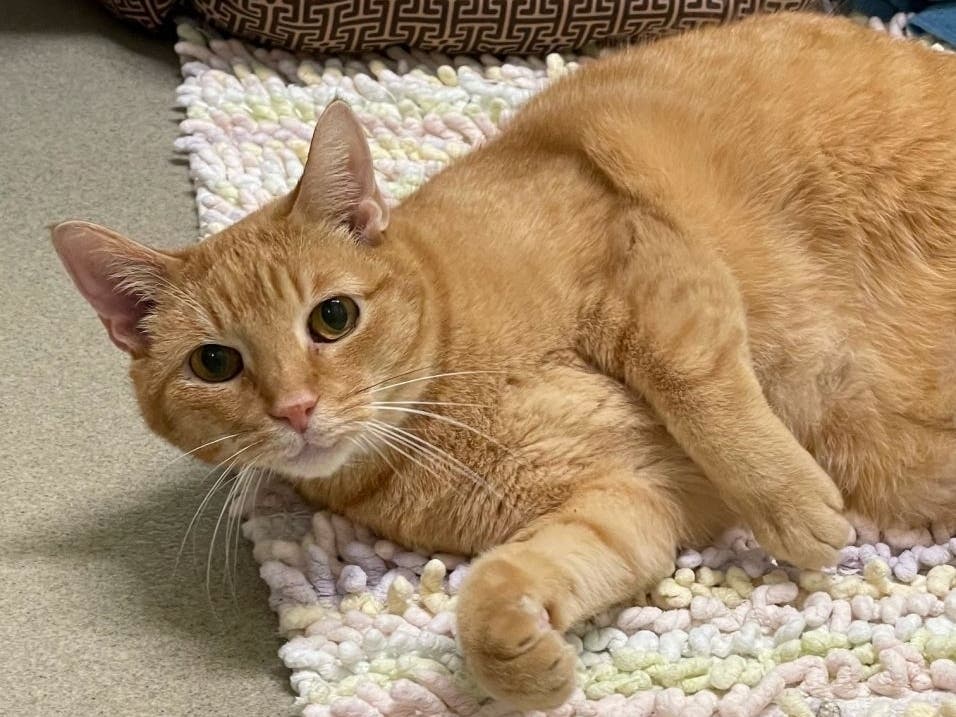 Ron is one of the Animal Welfare League of Alexandria's adoptable pets. 