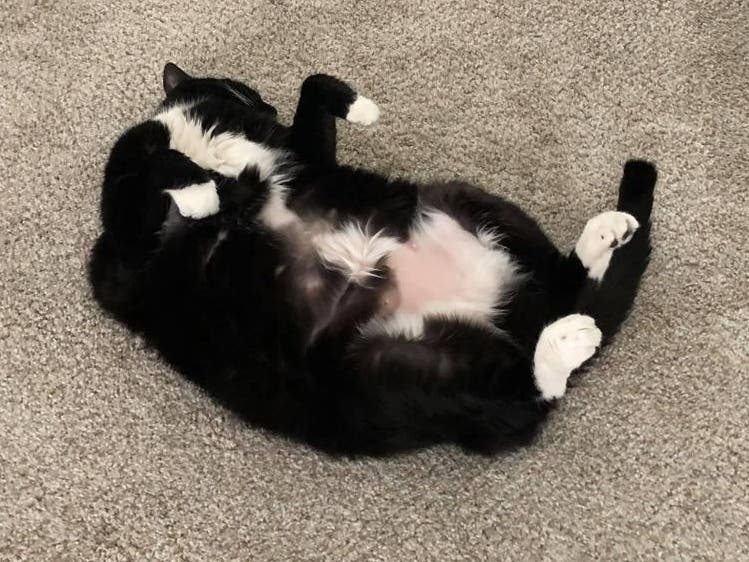 A day relaxing is a day well spent for the adoptable Mittens.