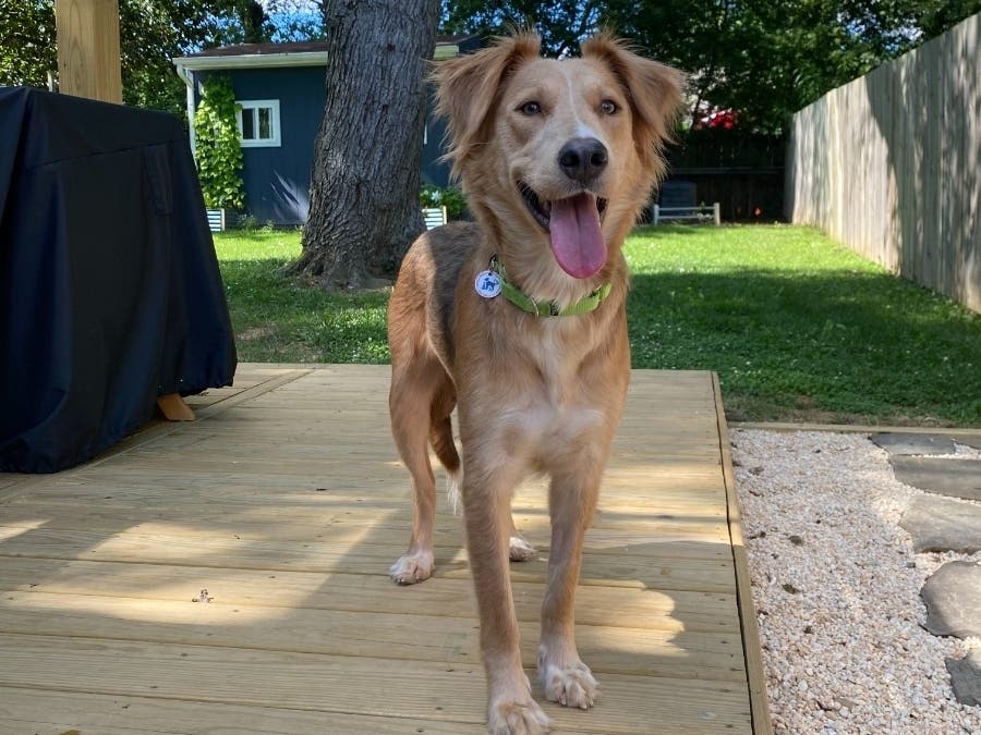 Calla is an affectionate dog at the Animal Welfare League of Alexandria looking for a new home.
