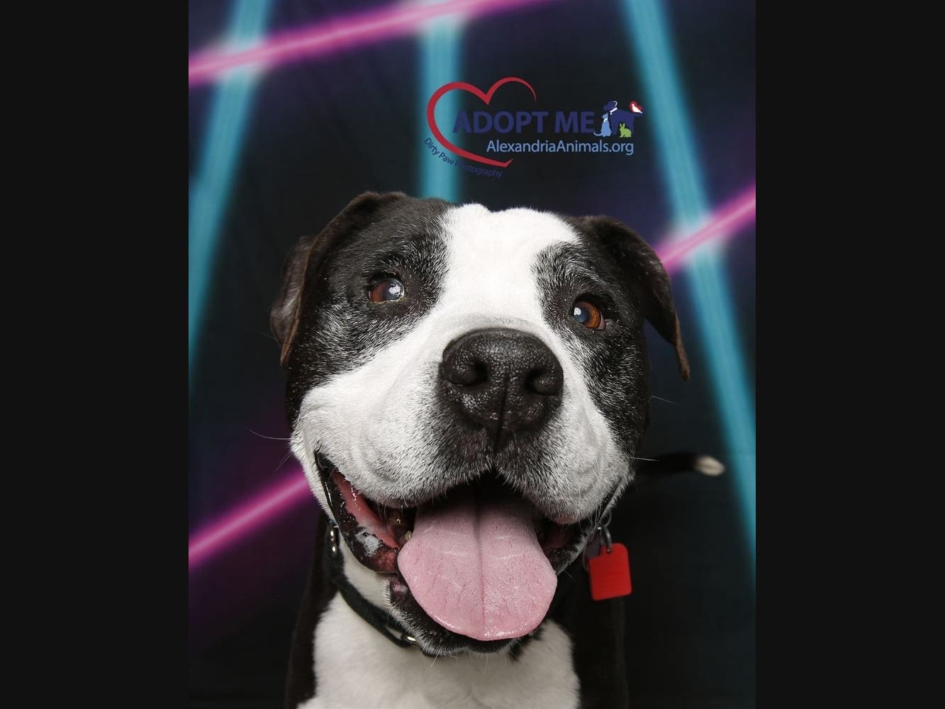 Mickey is one of the available pets from the Animal Welfare League of Alexandria.